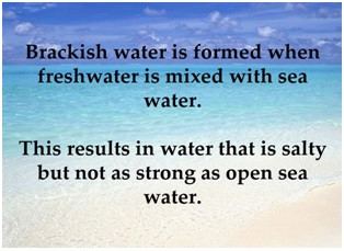 Brackish Water: Where Fresh Water Rivers Meet A Salt Water Sea