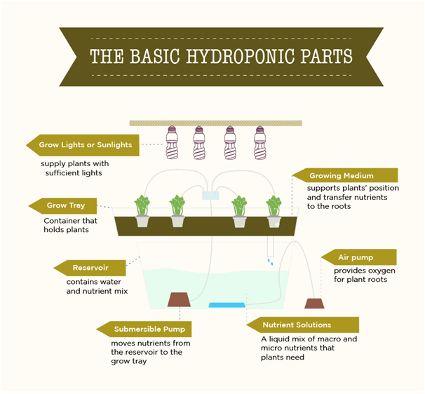 Components of A Hydroponic System
