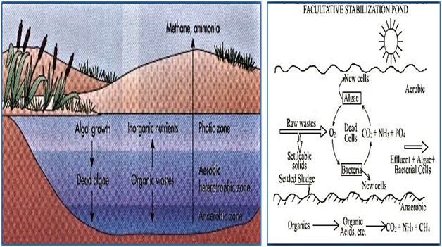 What are wastewater stabilization ponds